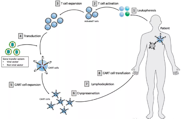 CAR-T生(shēng)産工(gōng)藝流程及優化考量（上）